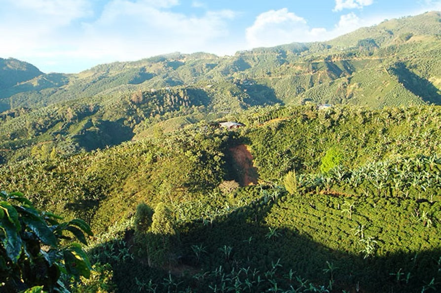 【中深煎り】コスタリカ タラス 200g