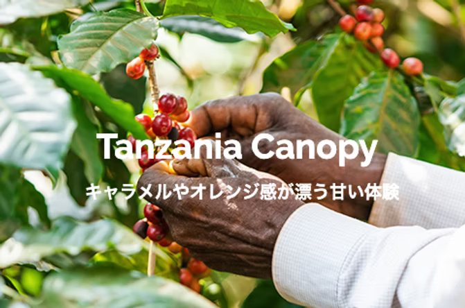 【中煎り】タンザニア アフリカン キャノピー 200g