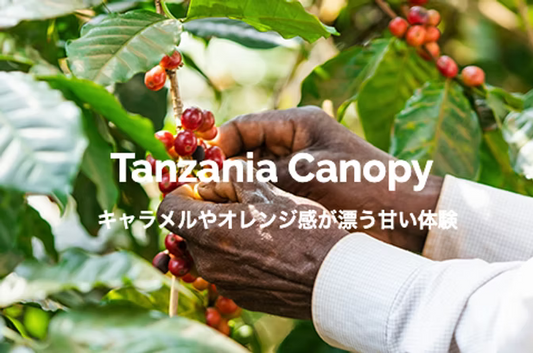 【中煎り】タンザニア アフリカン キャノピー 200g